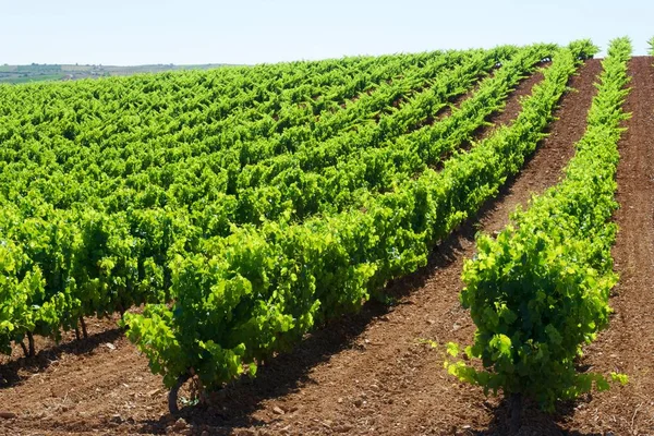 Vineyard in Spain — Stock Photo, Image