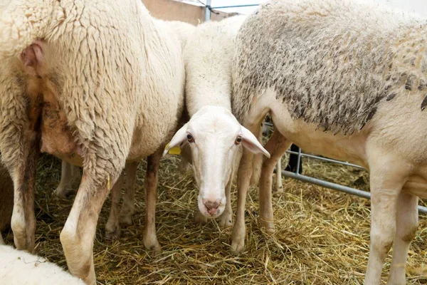 Ovejas de cerca — Foto de Stock