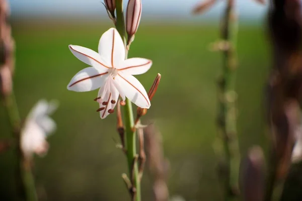 Wild flower view — Stock Photo, Image