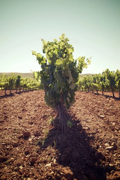 Weinberg in Spanien — Stockfoto