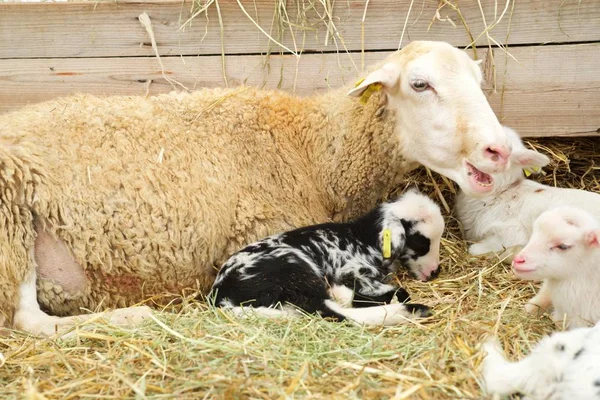 Ovejas de cerca — Foto de Stock