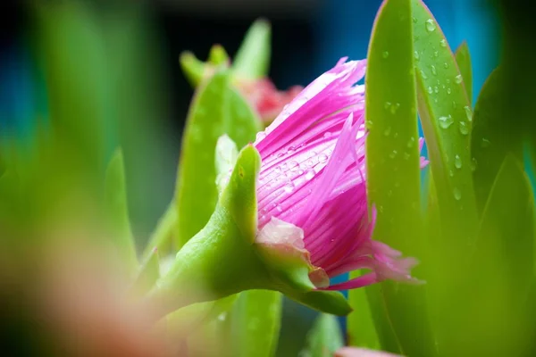 Roze bloem weergave — Stok fotoğraf