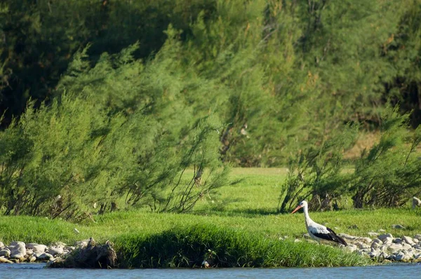 Stork in a river — Stock Photo, Image