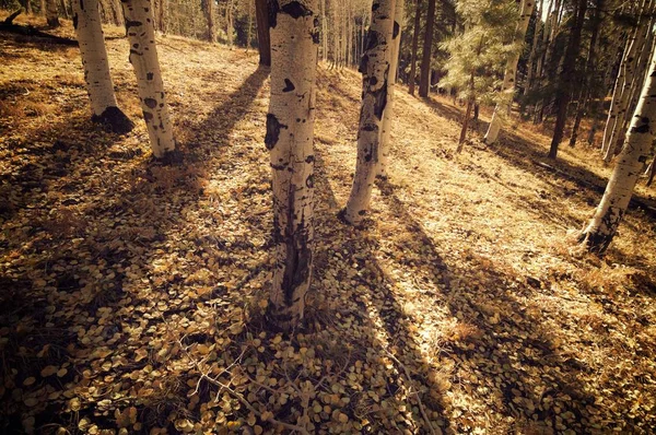 Forest in Grand Canyon National Park — Stock Photo, Image