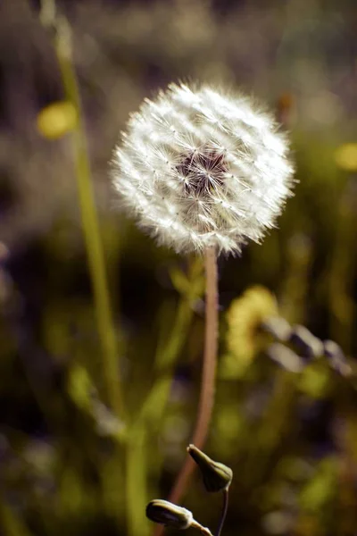 Dandelion close up — Stock Photo, Image