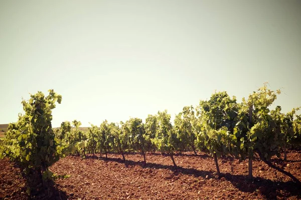 Vineyard in Spain — Stock Photo, Image