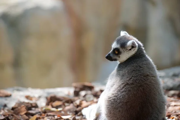 Ring-tailed Lemur — Stock Photo, Image