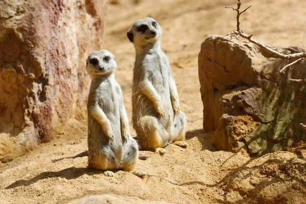 動物園のミーアキャット — ストック写真