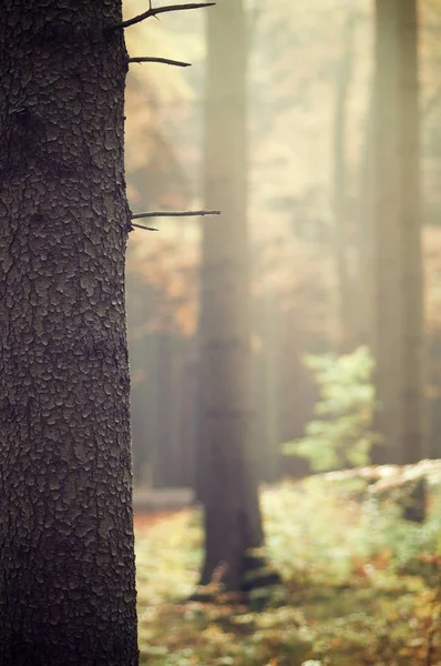 가 숲 보기 — 스톡 사진