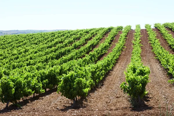 Weinberg in Spanien — Stockfoto