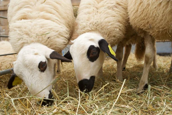 Πρόβατα από κοντά — Φωτογραφία Αρχείου