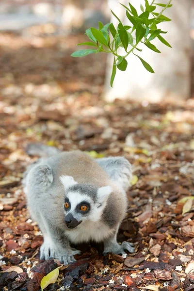 Lemur-de-cauda-anelada — Fotografia de Stock