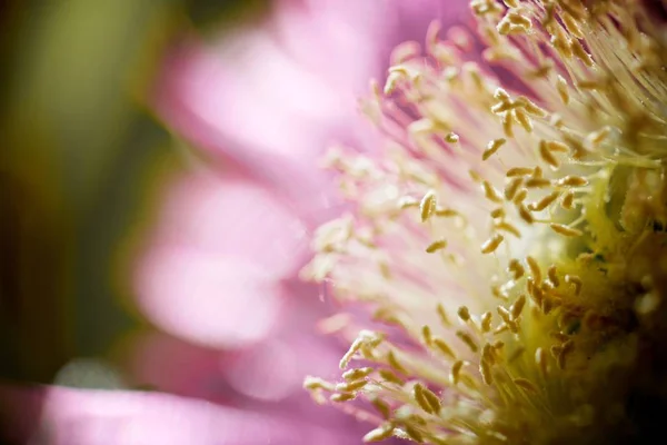 Rosafarbene Blume — Stockfoto