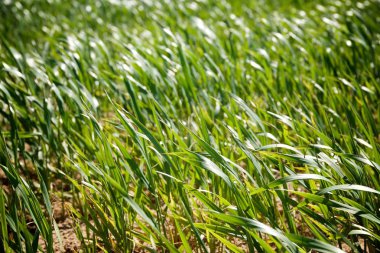 Çiftlik alanı görüntüle