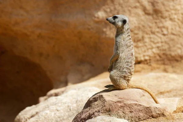 Meerkat는 동물원에서 — 스톡 사진