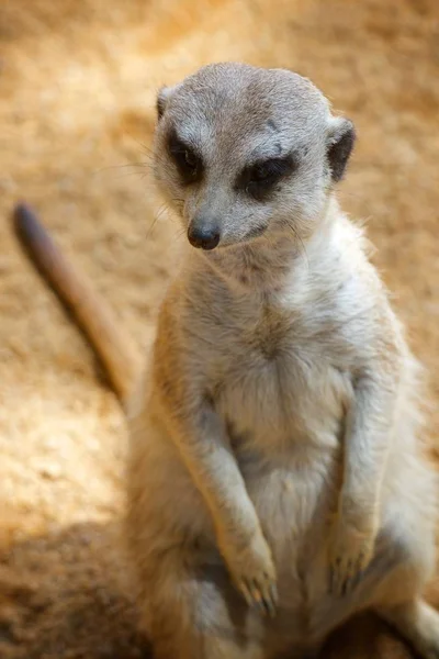 Meerkat in a zoo — Stock Photo, Image