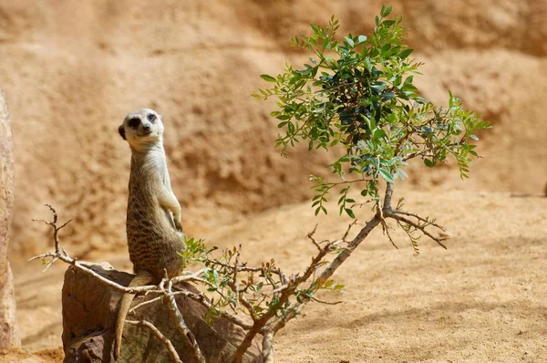 Meerkat는 동물원에서 — 스톡 사진