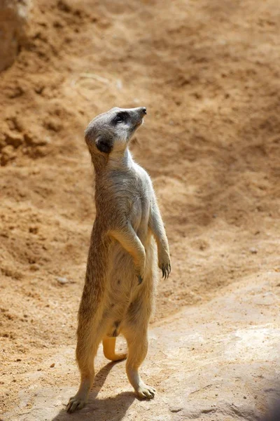 Meerkat dans un zoo — Photo