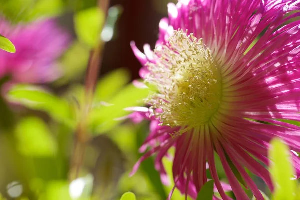 Rosafarbene Blume — Stockfoto