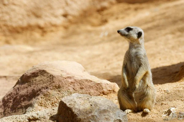 Meerkat in a zoo — Stock Photo, Image