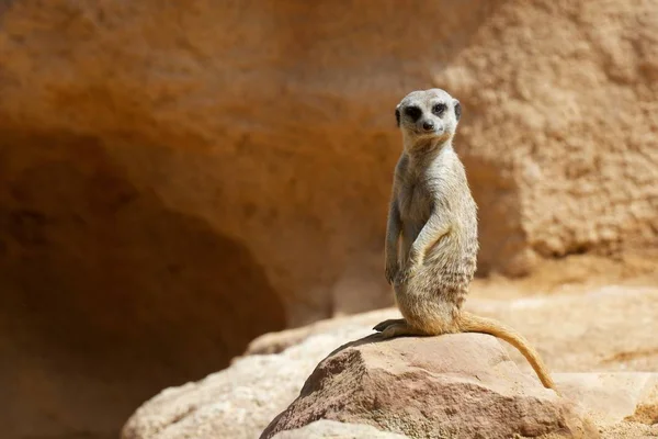 Meerkat σε ζωολογικό κήπο — Φωτογραφία Αρχείου