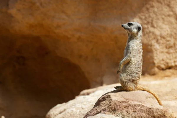 Meerkat em um zoológico — Fotografia de Stock