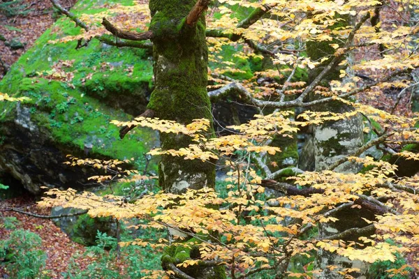 Parque Nacional da Ordesa — Fotografia de Stock