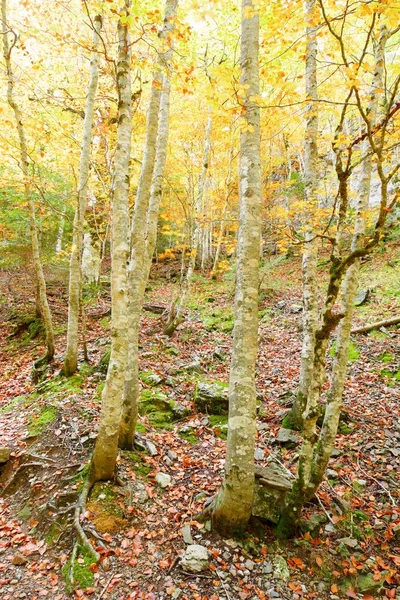 Park narodowy Ordesa — Zdjęcie stockowe