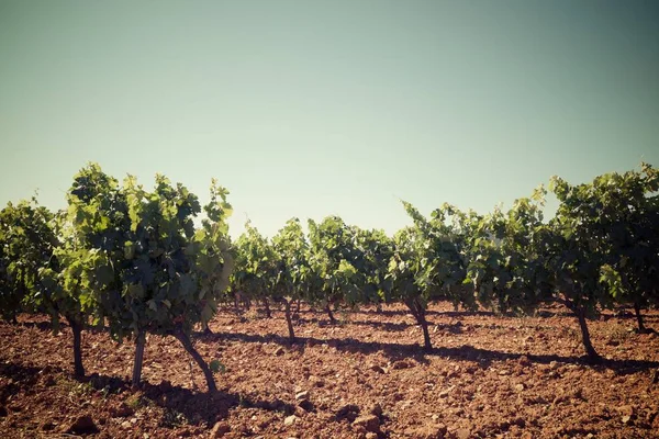 Wijngaard in Spanje — Stockfoto
