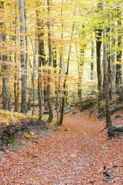 Ordesa Milli Parkı