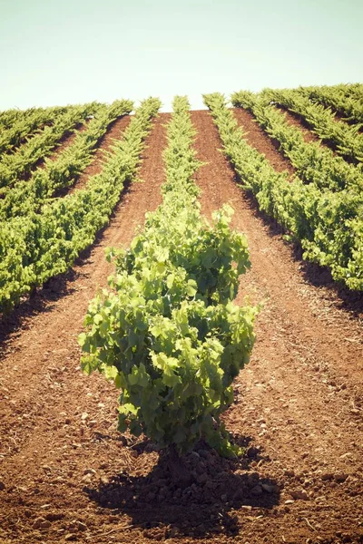 スペインのブドウ園 — ストック写真