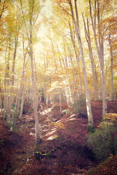 Herbst in den Pyrenäen — Stockfoto