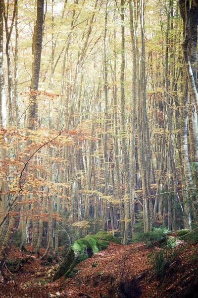 Podzim v Pyrenejích — Stock fotografie