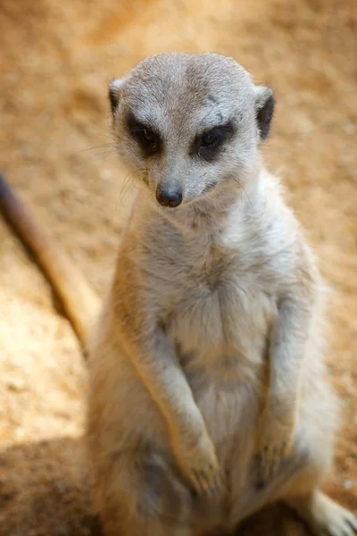 Meerkat в зоопарке — стоковое фото