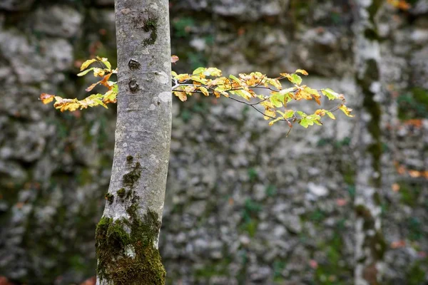 Parque Nacional de Ordesa —  Fotos de Stock