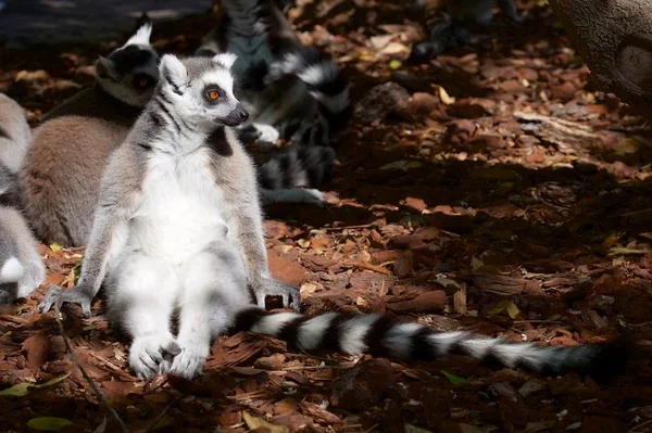 Vista Lemur de cauda anelada — Fotografia de Stock