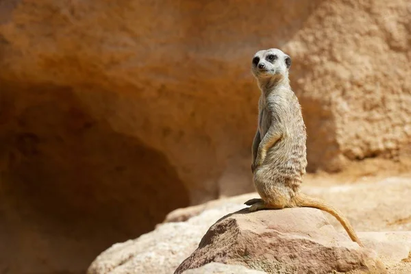 Meerkat em um zoológico — Fotografia de Stock