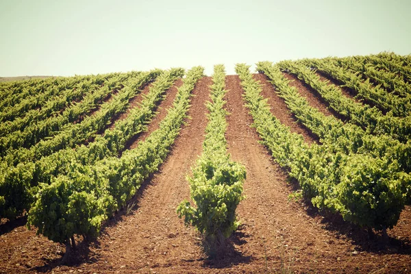 Weinberg in Spanien — Stockfoto