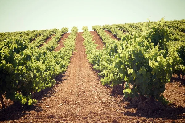 Weinberg in Spanien — Stockfoto