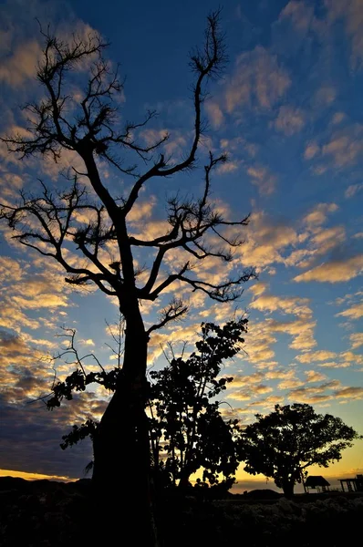 Силуэт тропического дерева — стоковое фото
