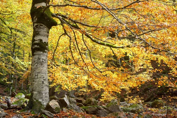 Parco nazionale di Ordesa — Foto Stock