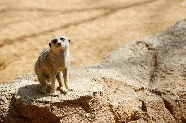 Meerkat는 동물원에서 — 스톡 사진