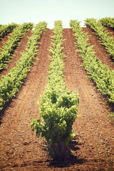 Vingård i Spanien — Stockfoto