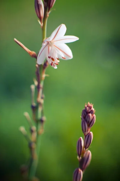 Wild Flower Close Zaragoza Province Aragon Spain — Stock Photo, Image