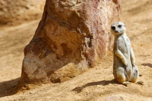 Meerkat는 동물원에서 — 스톡 사진