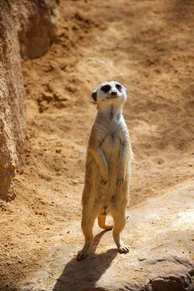 Meerkat σε ζωολογικό κήπο — Φωτογραφία Αρχείου