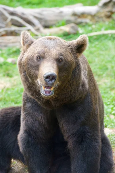 Grizzlybär-Blick — Stockfoto