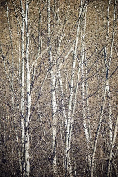 Kavak orman Manzaralı — Stok fotoğraf