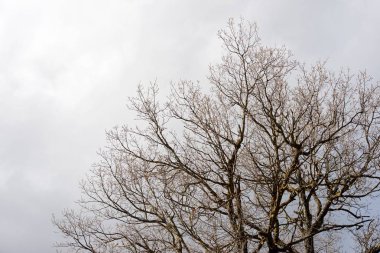 bir ağacın dalları
