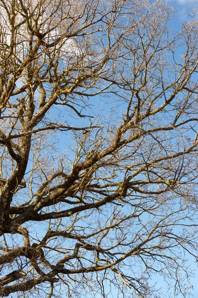 Branches of a tree — Stock Photo, Image